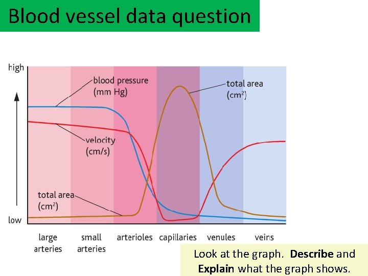 Blood vessel data question Look at the graph. Describe and Explain what the graph