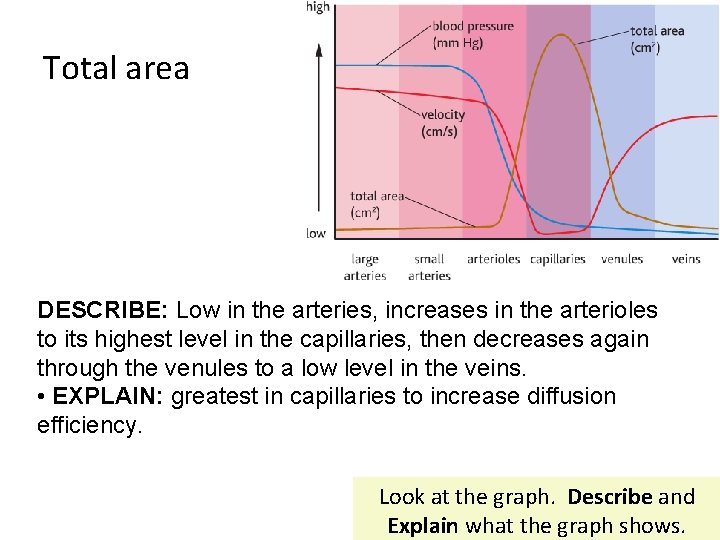 Total area DESCRIBE: Low in the arteries, increases in the arterioles to its highest