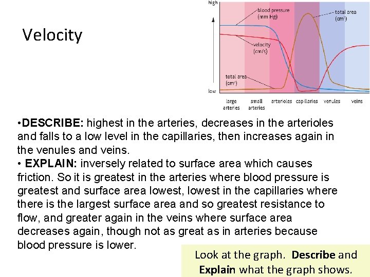 Velocity • DESCRIBE: highest in the arteries, decreases in the arterioles and falls to
