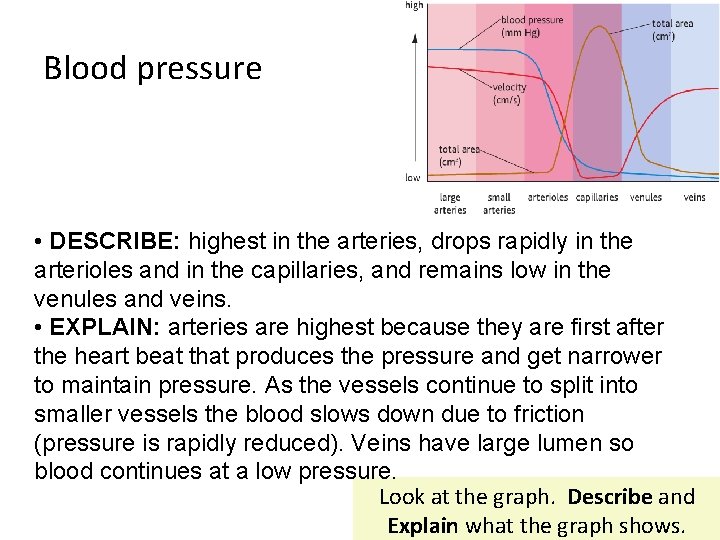 Blood pressure • DESCRIBE: highest in the arteries, drops rapidly in the arterioles and