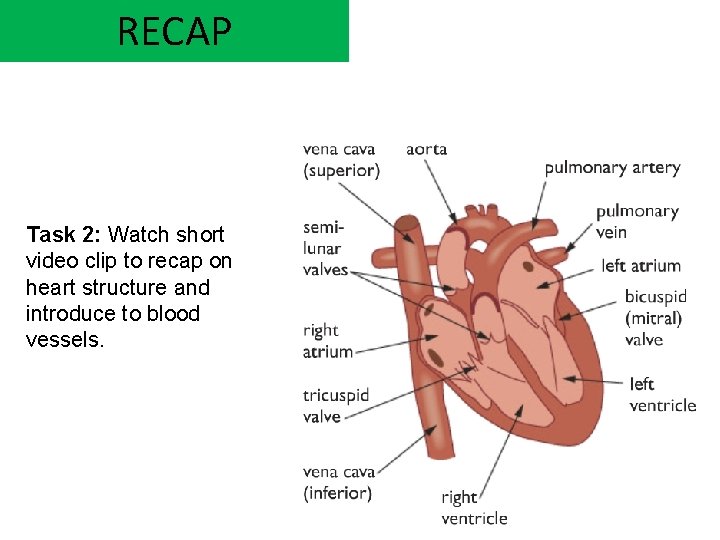 RECAP Task 2: Watch short video clip to recap on heart structure and introduce