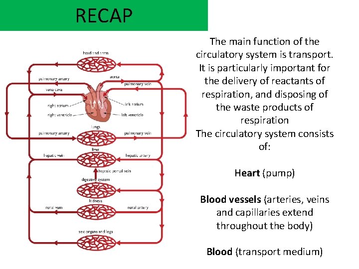 RECAP The main function of the circulatory system is transport. It is particularly important