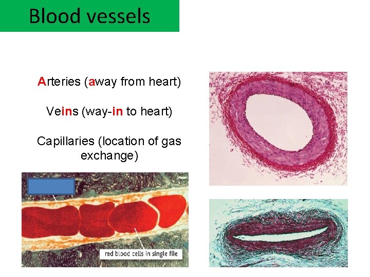 Blood vessels Arteries (away from heart) Veins (way-in to heart) Capillaries (location of gas
