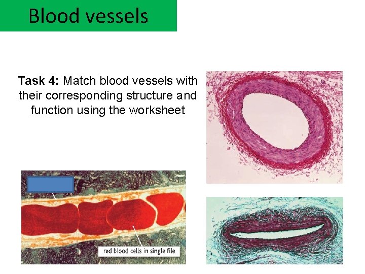 Blood vessels Task 4: Match blood vessels with their corresponding structure and function using