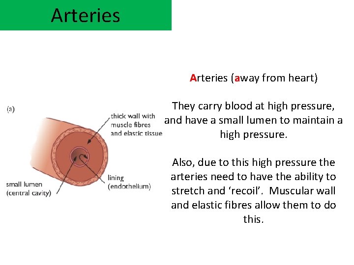 Arteries (away from heart) They carry blood at high pressure, and have a small