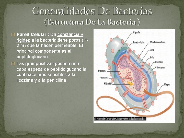 Generalidades De Bacterias (Estructura De La Bacteria ) � Pared Celular : Da constancia