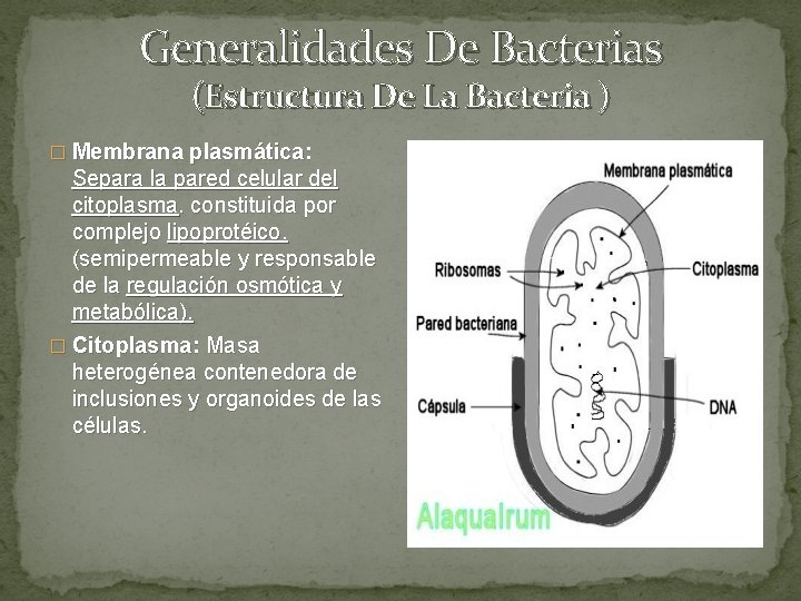 Generalidades De Bacterias (Estructura De La Bacteria ) � Membrana plasmática: Separa la pared