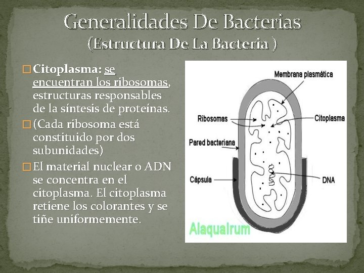 Generalidades De Bacterias (Estructura De La Bacteria ) � Citoplasma: se encuentran los ribosomas,