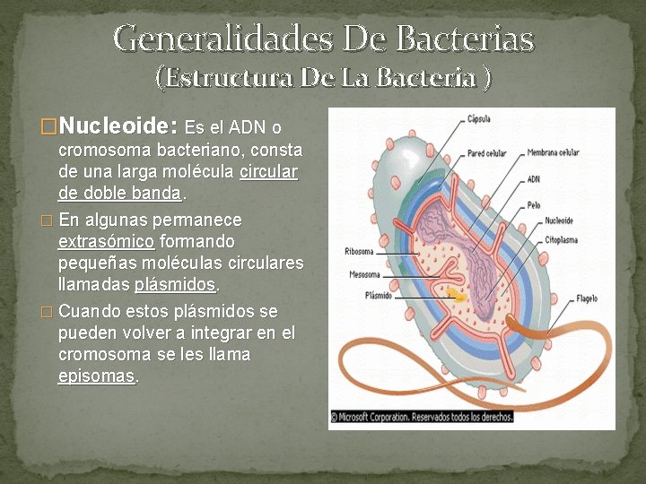 Generalidades De Bacterias (Estructura De La Bacteria ) �Nucleoide: Es el ADN o cromosoma