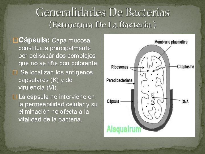 Generalidades De Bacterias (Estructura De La Bacteria ) �Cápsula: Capa mucosa constituida principalmente por
