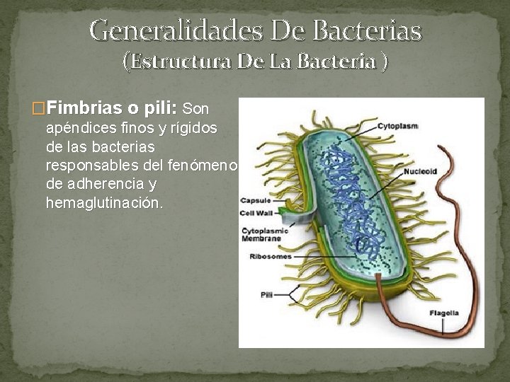 Generalidades De Bacterias (Estructura De La Bacteria ) �Fimbrias o pili: Son apéndices finos