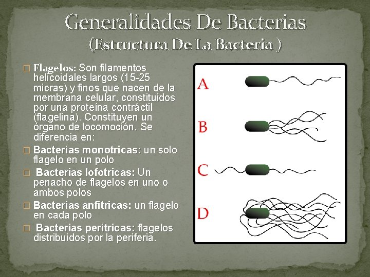 Generalidades De Bacterias (Estructura De La Bacteria ) � Flagelos: Son filamentos helicoidales largos