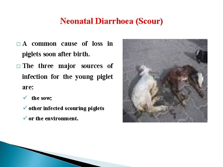 Neonatal Diarrhoea (Scour) � A common cause of loss in piglets soon after birth.