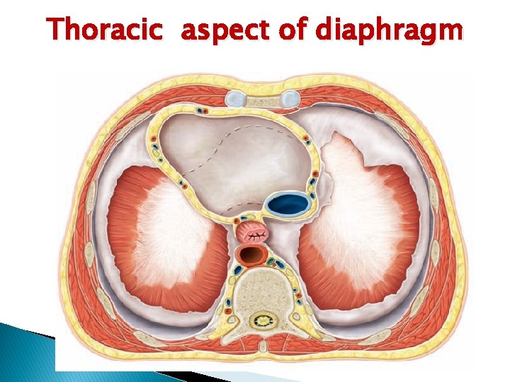 Thoracic aspect of diaphragm 