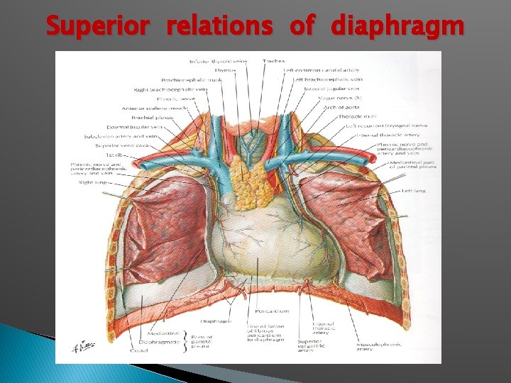 Superior relations of diaphragm 