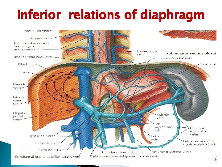 Inferior relations of diaphragm 