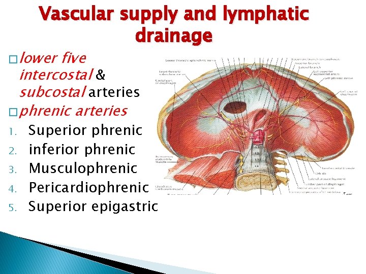 Vascular supply and lymphatic drainage � lower five intercostal & subcostal arteries � phrenic