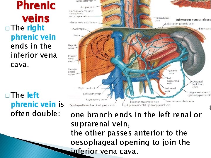 Phrenic veins � The right phrenic vein ends in the inferior vena cava. �