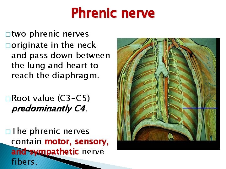 Phrenic nerve � two phrenic nerves � originate in the neck and pass down