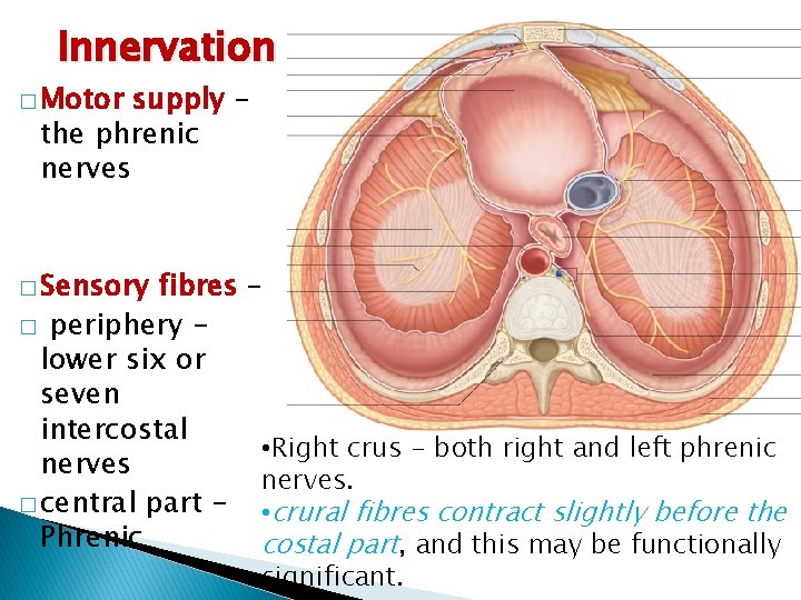 Innervation � Motor supply the phrenic nerves � Sensory fibres � periphery lower six