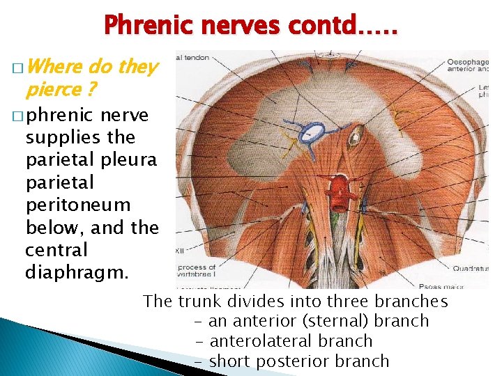 Phrenic nerves contd…. . � Where do they pierce ? � phrenic nerve supplies