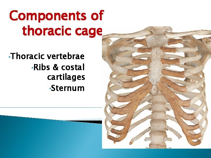 Components of thoracic cage • Thoracic vertebrae • Ribs & costal cartilages • Sternum