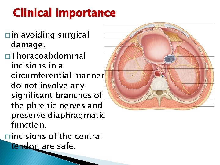 Clinical importance � in avoiding surgical damage. � Thoracoabdominal incisions in a circumferential manner