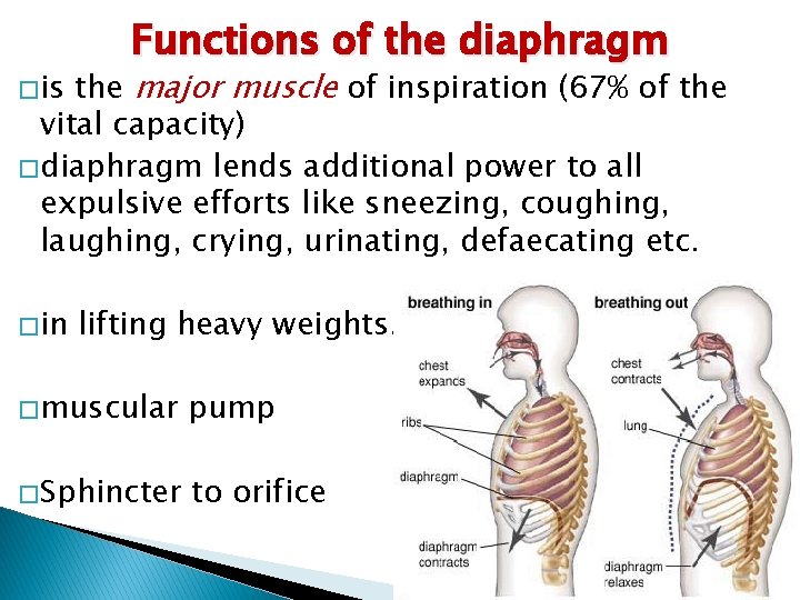 Functions of the diaphragm the major muscle of inspiration (67% of the vital capacity)