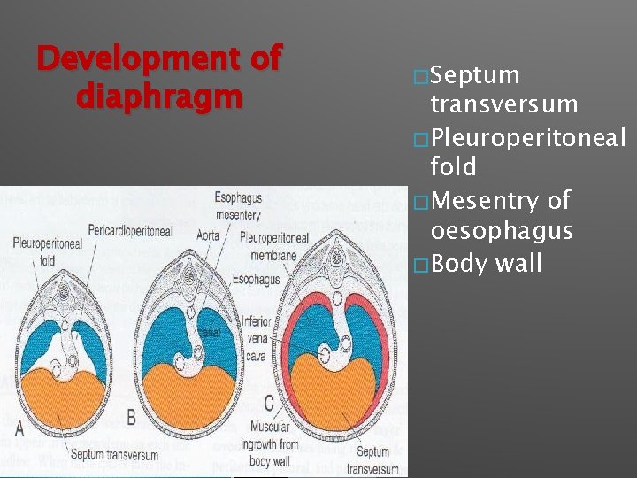 Development of diaphragm � Septum transversum � Pleuroperitoneal fold � Mesentry of oesophagus �