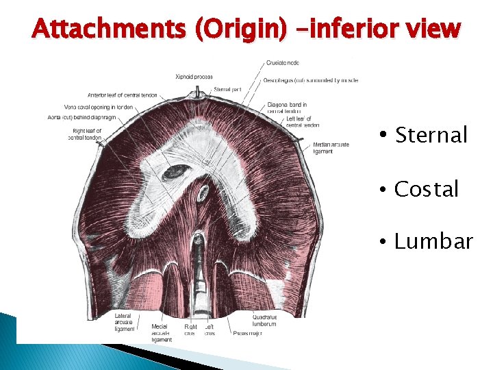 Attachments (Origin) –inferior view • Sternal • Costal • Lumbar 