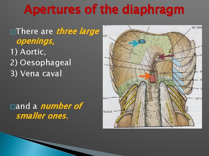 Apertures of the diaphragm � There are three large openings, 1) Aortic, 2) Oesophageal