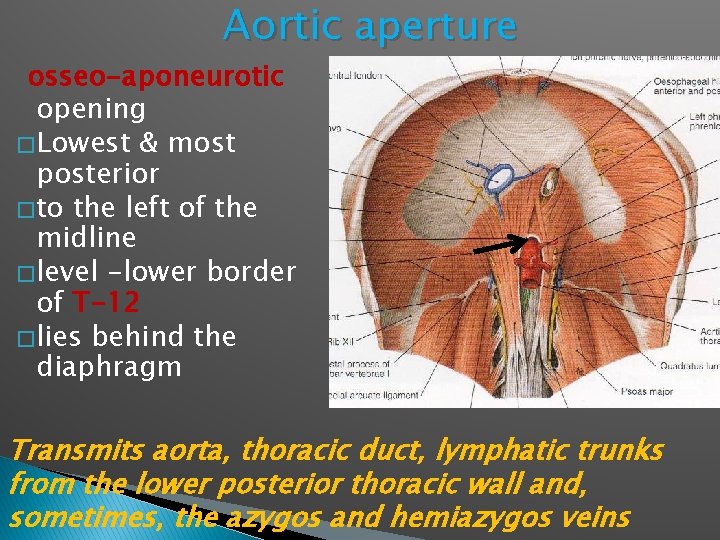 Aortic aperture osseo-aponeurotic opening � Lowest & most posterior � to the left of