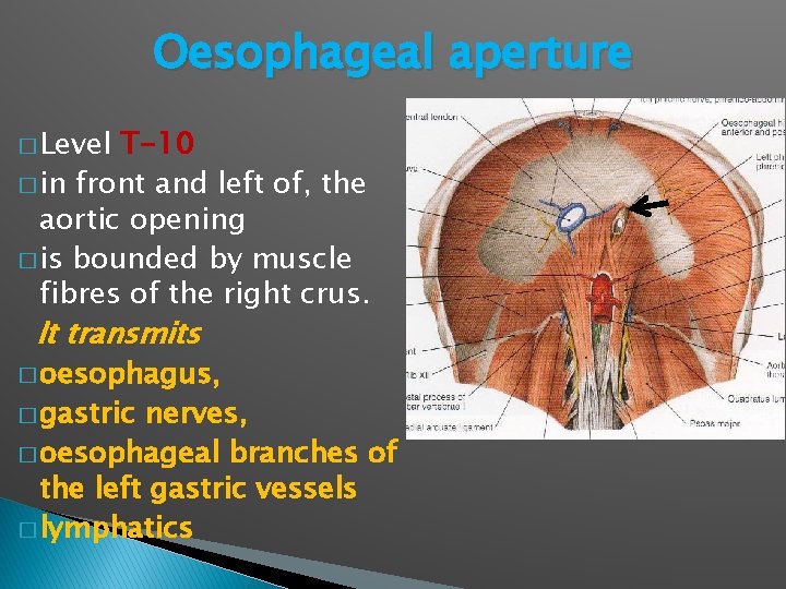 Oesophageal aperture � Level T-10 � in front and left of, the aortic opening