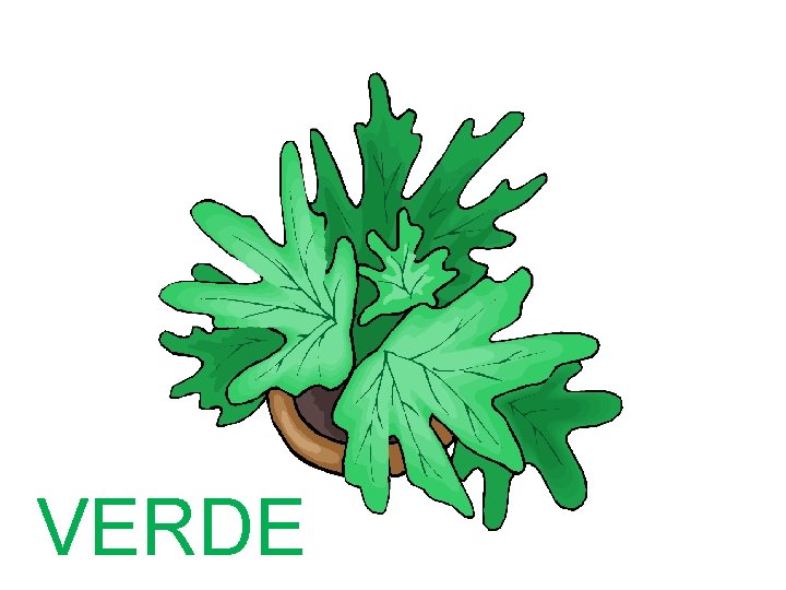 VERDE 