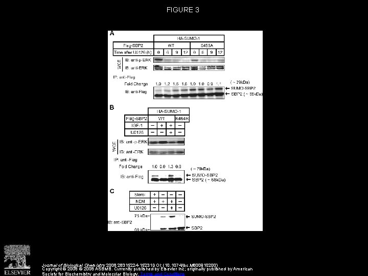 FIGURE 3 Journal of Biological Chemistry 2008 28315224 -15231 DOI: (10. 1074/jbc. M 800910200)