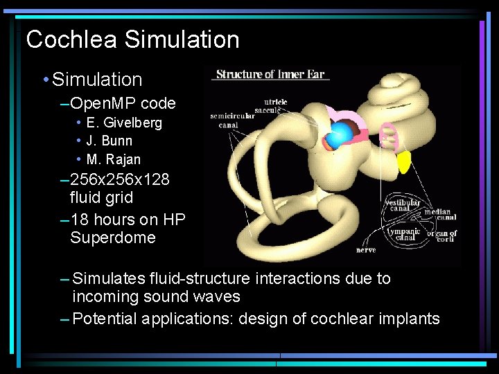 Cochlea Simulation • Simulation –Open. MP code • E. Givelberg • J. Bunn •