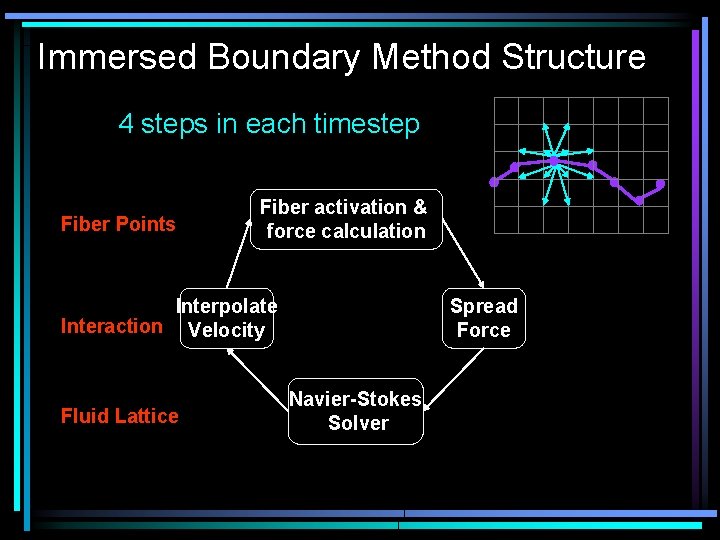 Immersed Boundary Method Structure 4 steps in each timestep Fiber Points Fiber activation &