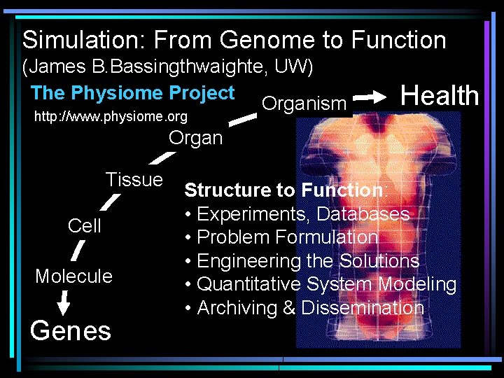 Simulation: From Genome to Function (James B. Bassingthwaighte, UW) The Physiome Project Organism http: