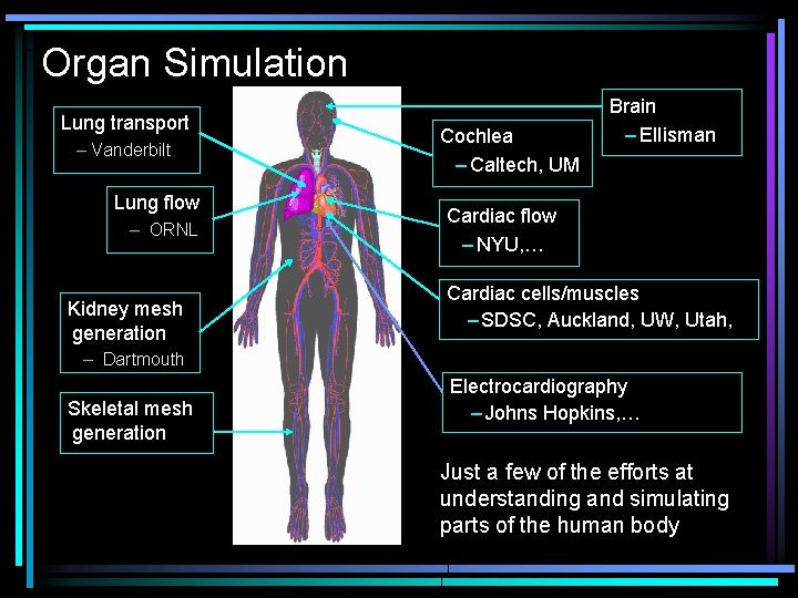 Organ Simulation Lung transport – Vanderbilt Lung flow – ORNL Kidney mesh generation Cochlea