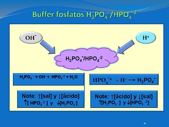 Buffer fosfatos H 2 PO 4 /HPO 4 -2 OH- H+ H 2 PO