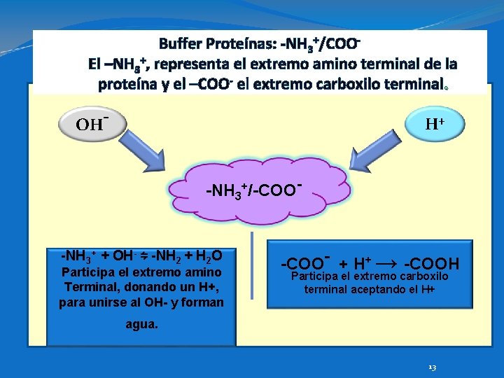 Buffer Proteínas: -NH 3+/COOEl –NH 3+, representa el extremo amino terminal de la proteína