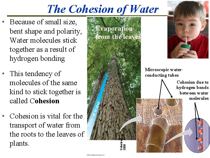 The Cohesion of Water • Because of small size, bent shape and polarity, Water