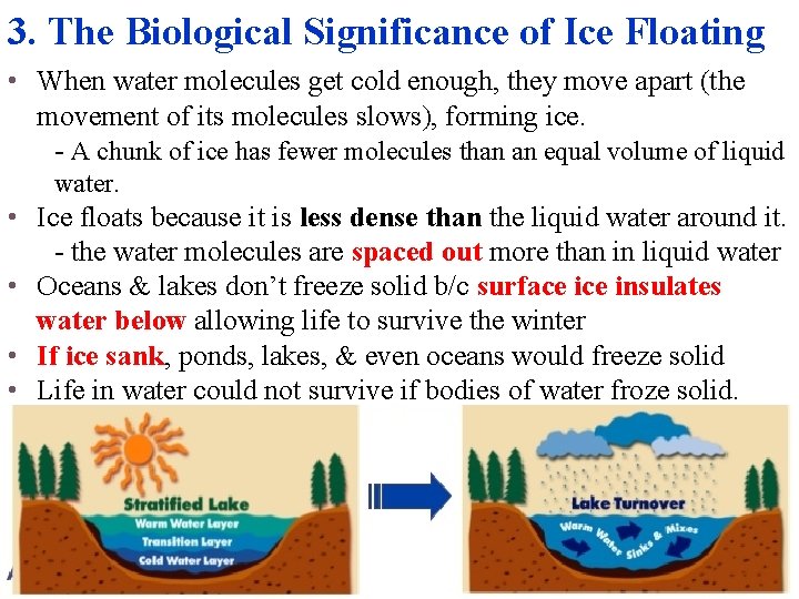3. The Biological Significance of Ice Floating • When water molecules get cold enough,