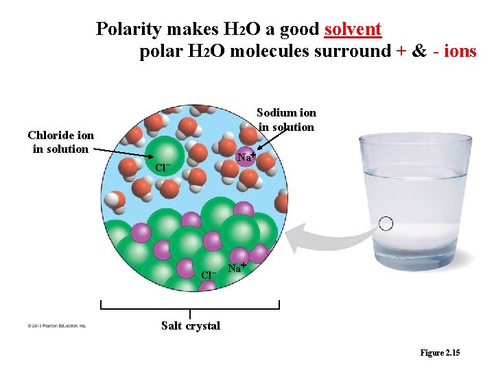 Polarity makes H 2 O a good solvent polar H 2 O molecules surround