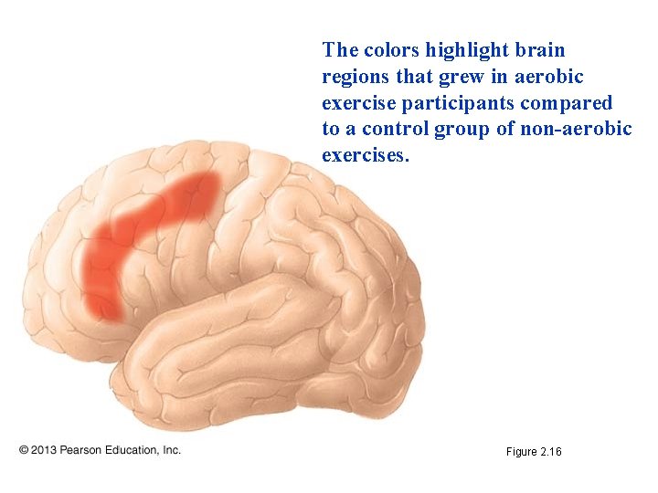 The colors highlight brain regions that grew in aerobic exercise participants compared to a