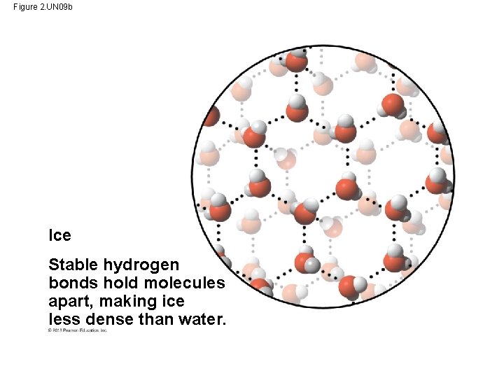 Figure 2. UN 09 b Ice Stable hydrogen bonds hold molecules apart, making ice