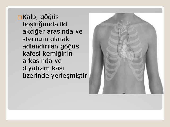 �Kalp, göğüs boşluğunda iki akciğer arasında ve sternum olarak adlandırılan göğüs kafesi kemiğinin arkasında