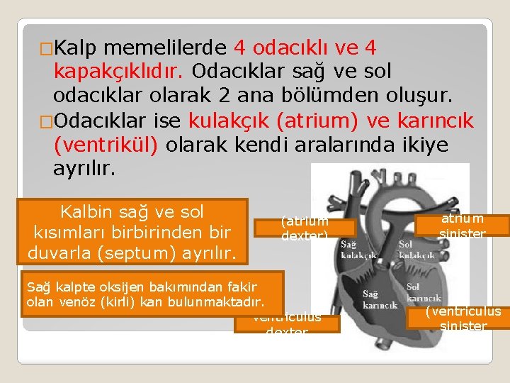 �Kalp memelilerde 4 odacıklı ve 4 kapakçıklıdır. Odacıklar sağ ve sol odacıklar olarak 2