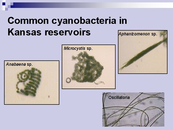 Common cyanobacteria in Kansas reservoirs Aphanizomenon sp. Microcystis sp. Anabaena sp. Oscillatoria 