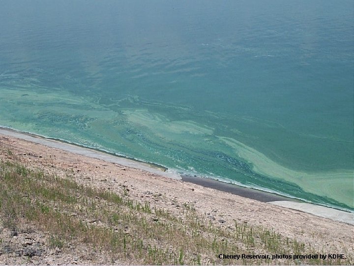 Cheney Reservoir, photos provided by KDHE 